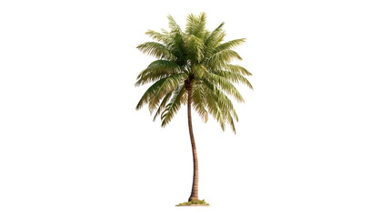 Tall coconut palm tree with slender trunk and characteristic fronds. Tropical island landscape element. Isolated on transparent background.