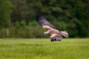 Kite in flight. Black kite, Milvus migrans, flying with widely spread wings. Hunting bird of prey. Black kite gliding over meadow, looking for food. Raptor also known as firehawk. Wildlife nature.
