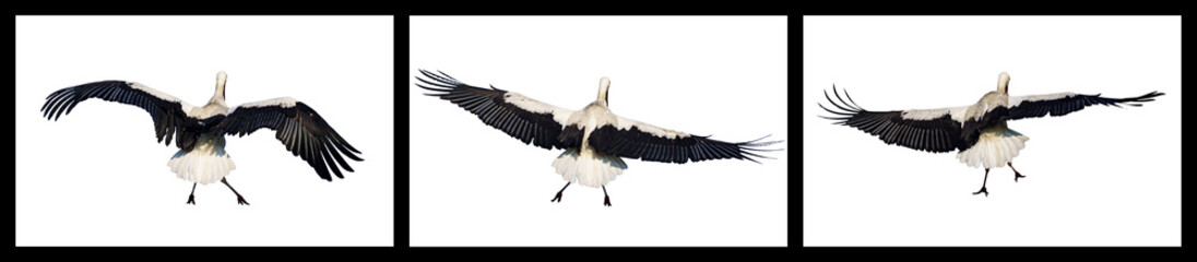 White Stork in Midair Flight Sequence
