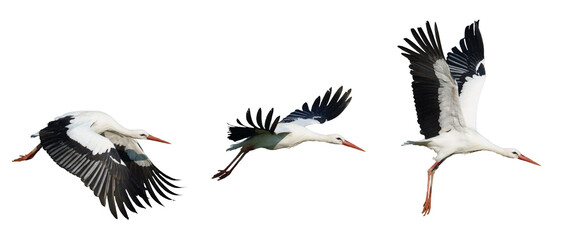 White Storks in Graceful Midair Flight
