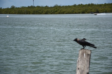 Crow flying over Bakkhali River and landing on wooden post
