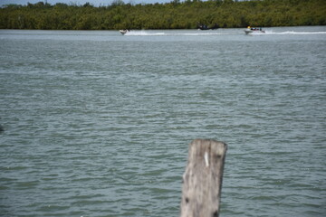 Crow flying over Bakkhali River and landing on wooden post