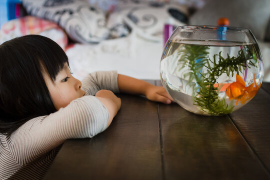 Close-up side view of a Girl leaning on a table looking at two goldfish swimming in a fishbowl