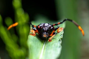 in the image you can see a specimen of the harlequin beetle (Acrocinus longimanus)