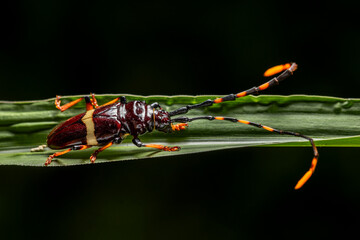 in the image you can see a specimen of the harlequin beetle (Acrocinus longimanus)
