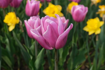 red and yellow tulips