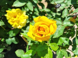 Vibrant yellow rose in full bloom, with a beetle flying nearby, green leaves
