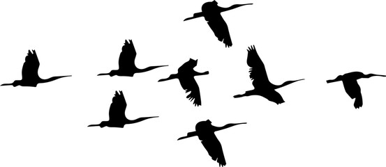 a flock of birds
