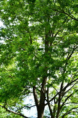 Obraz premium Maple Tree