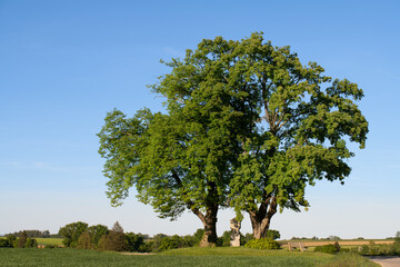 Close-up of two large deciduous trees, under which stands a stone cross. In the background is the blue sky. In the foreground a green meadow.