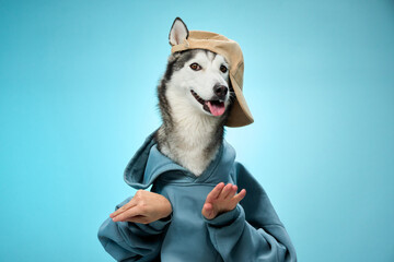 A Siberian Husky dressed in a blue hoodie gestures joyfully against a light blue backdrop. The...