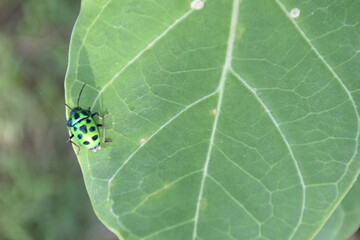 Colorful jewel bugs resting on vibrant green Calotropis gigantea leaves