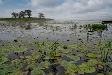 East India. View of a picturesque swampy lake in the valley of the Brahmaputra River near a fishing village.
