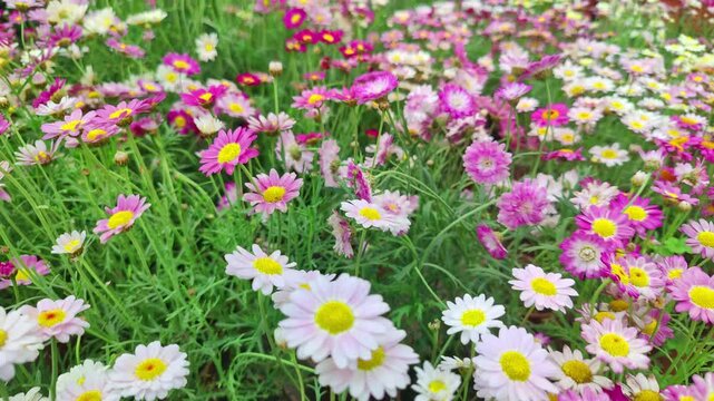 Colorful Daisy Flowers in the Garden in Summer Footage.