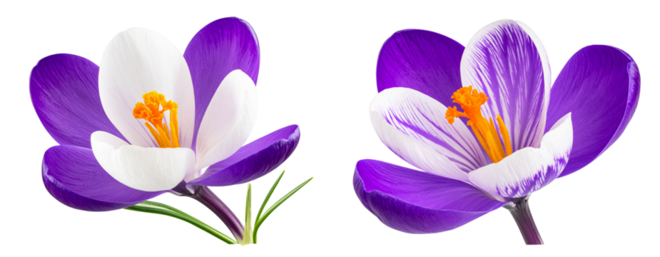 Two-tone purple and white crocus hybrid flower in diagonal view, isolated on transparent background