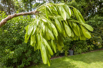 Gewöhnliche Esche (Fraxinus excelsior)