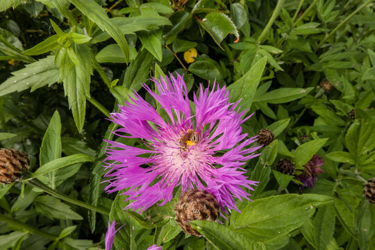 Gelbbindige Furchenbiene auf einer Wiesen-Flockenblume