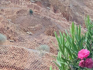 Medium shot of cliff with fragment of blooming oleander bush on sea slope completely covered with...