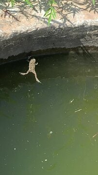 Frogs swimming in green standing water under sun, Wildlife, tranquility, summer, lonely frog glides on surface of small body of water