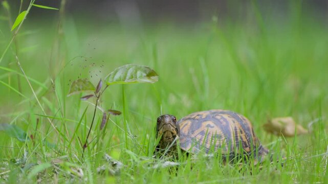 common box turtle walking in the grass