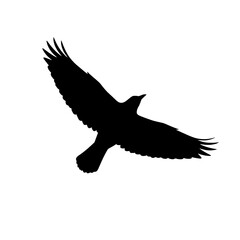 Silhouette of a Flying Bird