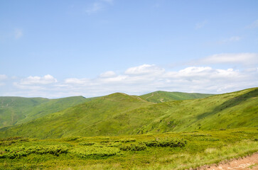 Fototapeta premium Lush green hills stretch under a clear blue sky, evoking serenity and natural beauty. Carpathian Mountains, Ukraine