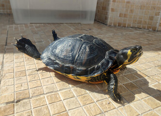 tortuga