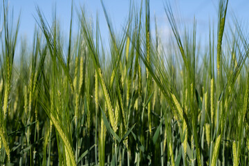 Green ears of barley growing in a field. The ears are flowering. In the background is the blue sky.