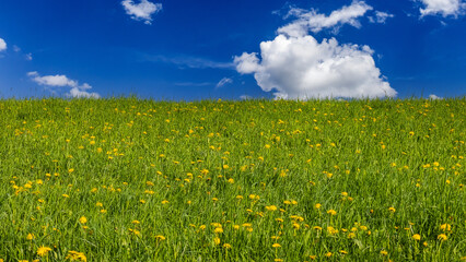 Green meadow with yellow dandelions turning into a blue sky with clouds