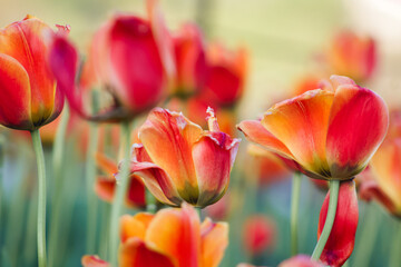 Naklejka premium Red and Orange Tulips at the Netherlands Carillon
