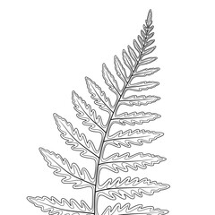 vector illustration of a leaf