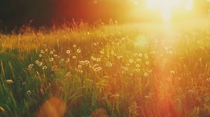 Fototapeta premium Golden Hour Meadow Summer Flowers Sunset Landscape