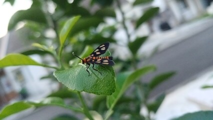 Macro photography or close up of Amata huebneri,commonly known as Hübner's Wasp Moth or Ngengat Tawon or Ngengat Harimau,is a species of moth in the family Erebidae (subfamily Arctiinaes-