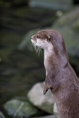 Obraz premium Small otter on a stone by a pond. 