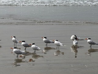 Seabirds on beach
