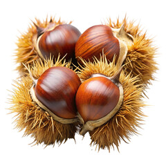 Four sweet chestnuts in spiky burrs isolated on transparent background