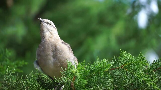 A mockingbird, Calandria or Mimus Saturninus perches on a tree branch. FHD