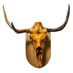 Deer skull with antlers on wooden board. Deer skull hung as hunting ornament.
