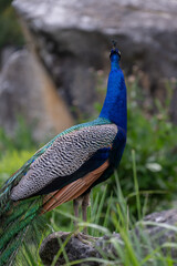 Adult peacock outdoors in front of a stone.
