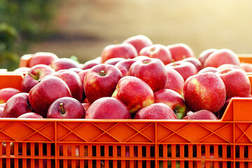 Rustic style, farm work and great harvest of eco organic fruits. Industry and business. Box with delicious fresh red apples on plantation on with walkway in sun flare, outdoor, copy space, nobody