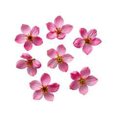 Delicate Pink Flowers with Vibrant Petals Isolated on White Background Maintaining Natural Beauty