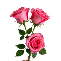 Fototapeta premium Beautiful Pink Roses with Green Leaves on Elegant Stem, Perfect for Floral Arrangements and Gift Giving