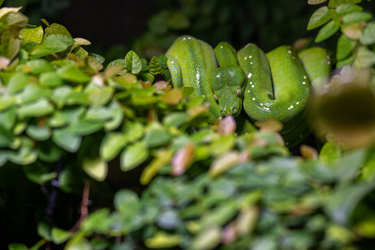 A green python curled up on a branch among the leaves.
