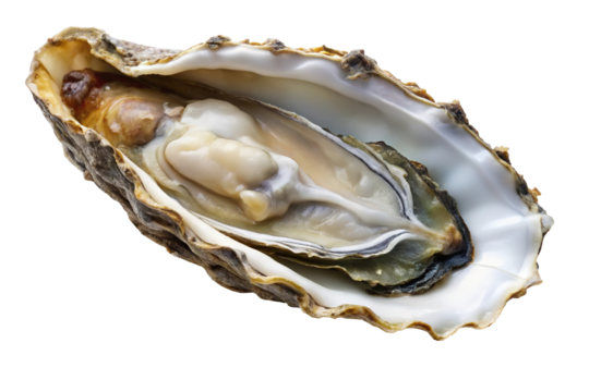 Fresh oyster in shell isolated on transparent background