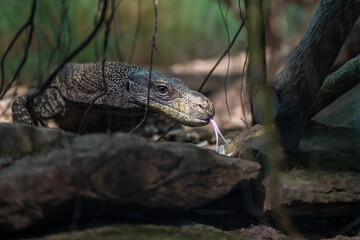 Close-up of the head of a Papuan monitor lizard.
