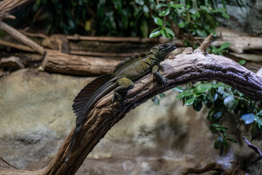 Moluccan agama lizard on a branch in a terrarium.
