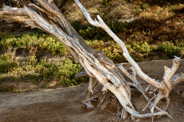 Bleached White Wood on a Dead Tree with Green Plants in the Background.