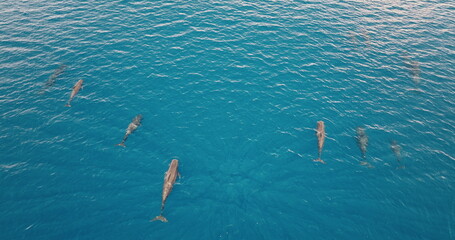 Dolphins whales swimming gracefully in a stunning blue ocean, forming a lively pod and creating a...