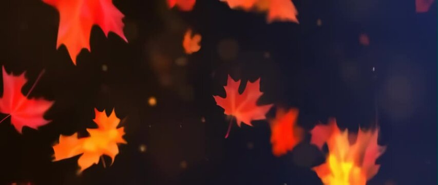 Anamorphic video Autumn background with leaf fall. Thanksgiving day. Maple leaves border and bokeh
