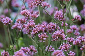 Hohes Eisenkraut, Argentinisches Eisenkraut, Garten-Verbene, Gartenverbene, Verbene (Verbena bonariensis)